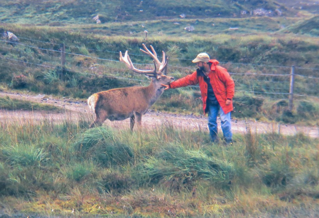 reindeer